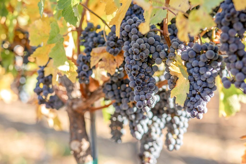 bunches of grapes in Darcie Kent Vineyards hanging full and ready for harvest