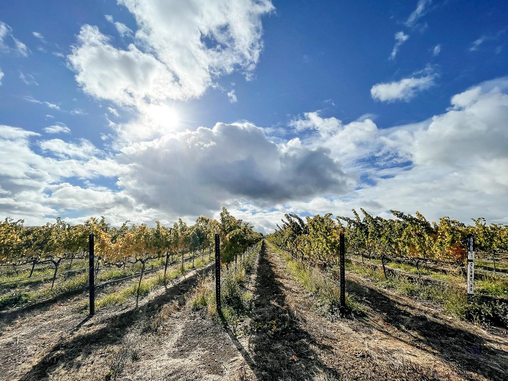 Bing's Barn Vineyard, Tesla Road: Sitting at the base of Lone Hill, this site is planted to sun-loving Clone 30 Cabernet Sauvignon and Petite Sirah.