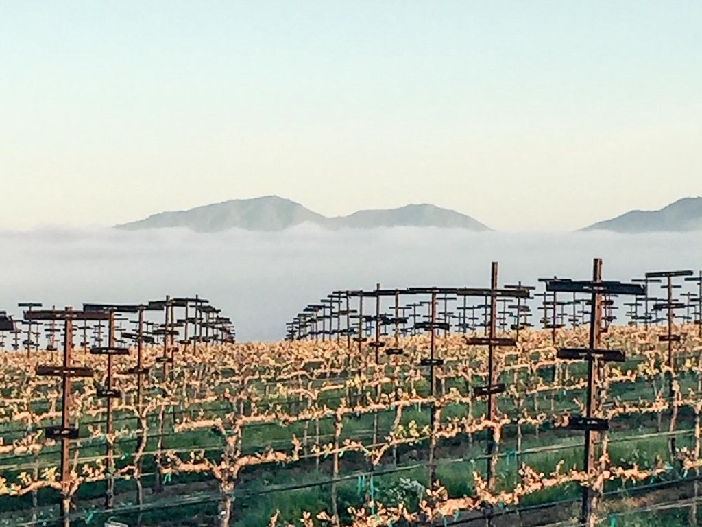 Deep End Vineyard, Crane Ridge:
Our newest planting on a Southwest facing slope, adjacent to Crown Block and Stone Patch Block.
