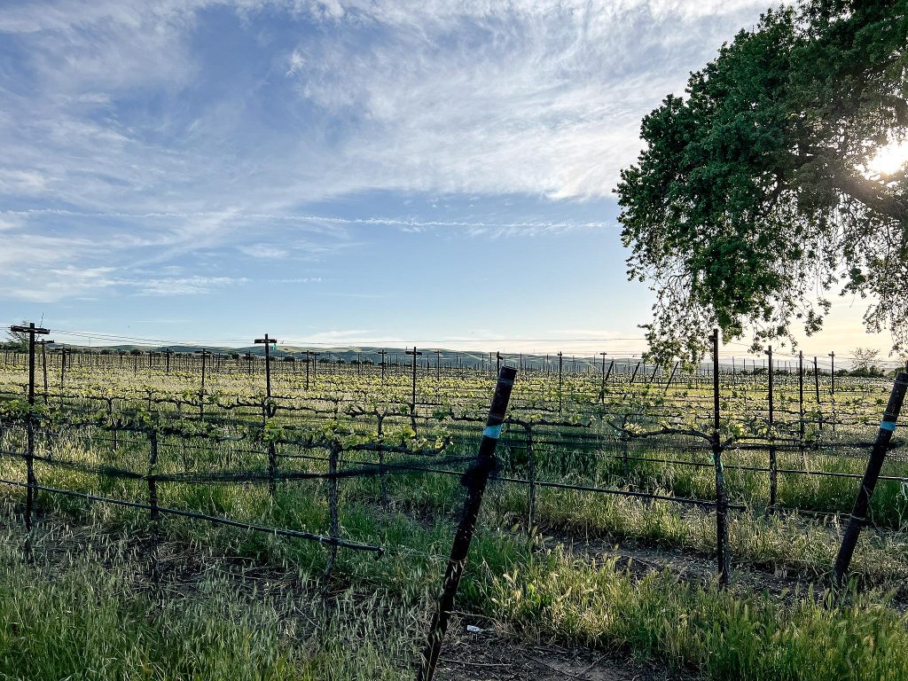 DeMayo Block, Triska Vineyard, Crane Ridge:
DeMayo Block is a tiny vineyard block inside of Triska Vineyard, at the warmer crest of Triska’s slope. This is the “crown jewel” microclimate for Chardonnay.