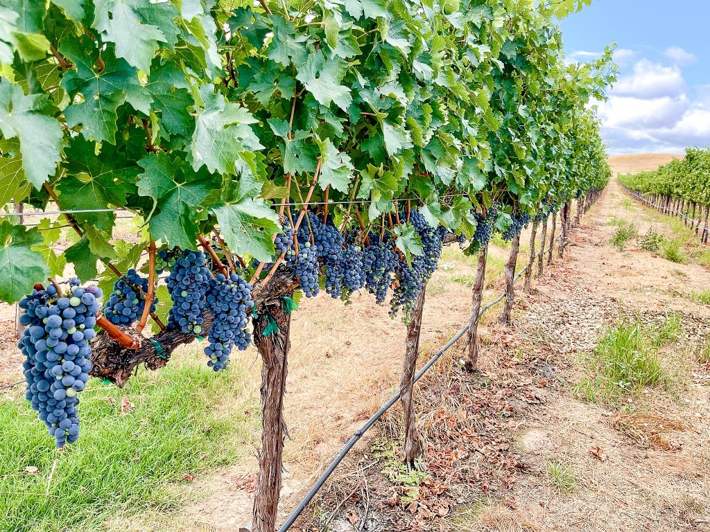 East Hill, Lone Hill Vineyard, Tesla Road:
The Clone 30 Cabernet Sauvignon produced from the eastern side of Lone Hill consistently has a structured, nuanced quality.