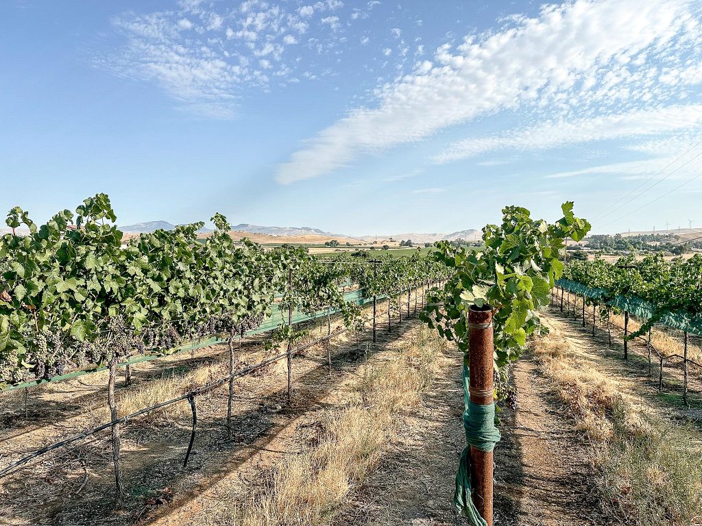 Lemmons Vineyard, Crane Ridge:
Lemmons Vineyard is found on a north-facing slope of an arroyo that is bathed in morning in morning fog, and graced with daily Pacific winds.