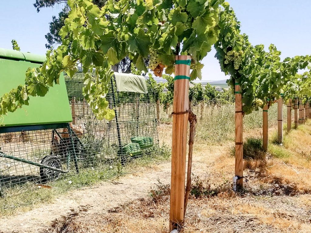 Peppertree Vineyard, Tesla Road:
Fans of Old World wines will recognize a distinctive feature of Peppertree Vineyard: its head pruned.