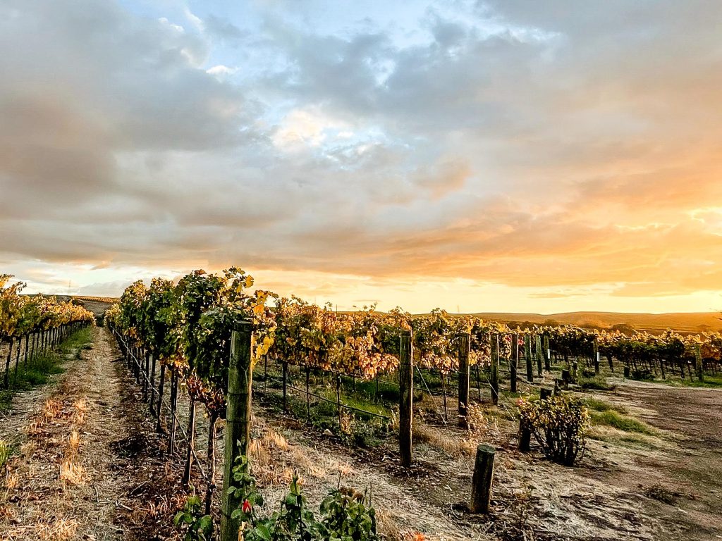 Stone Patch Block, Crane Ridge:
This block of Cabernet Franc vines lies along a fault line and is known for the quartz-rich boulders that mysteriously percolate up through the soil.