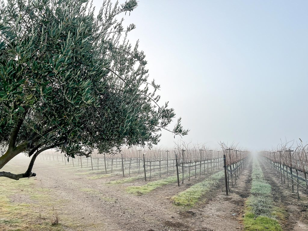 Triska Vineyard, Crane Ridge:
Triska Vineyard is the coolest site in Crane Ridge. It occurs on a north-facing slope, and experiences near constant breezes and a thick blanket of coastal fog in the morning.