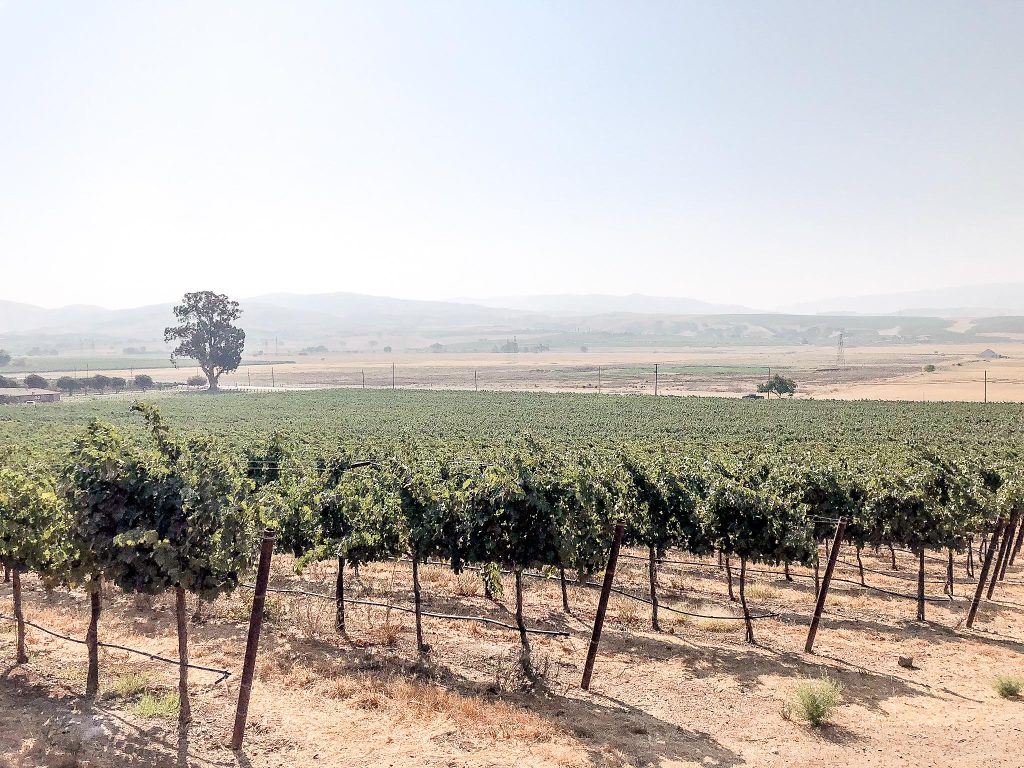 West Hill, Lone Hill Vineyard, Tesla Road:
The vines on the west side of Lone Hill are more exposed to the afternoon sun, ensuring that all the fruit is amply ripened.