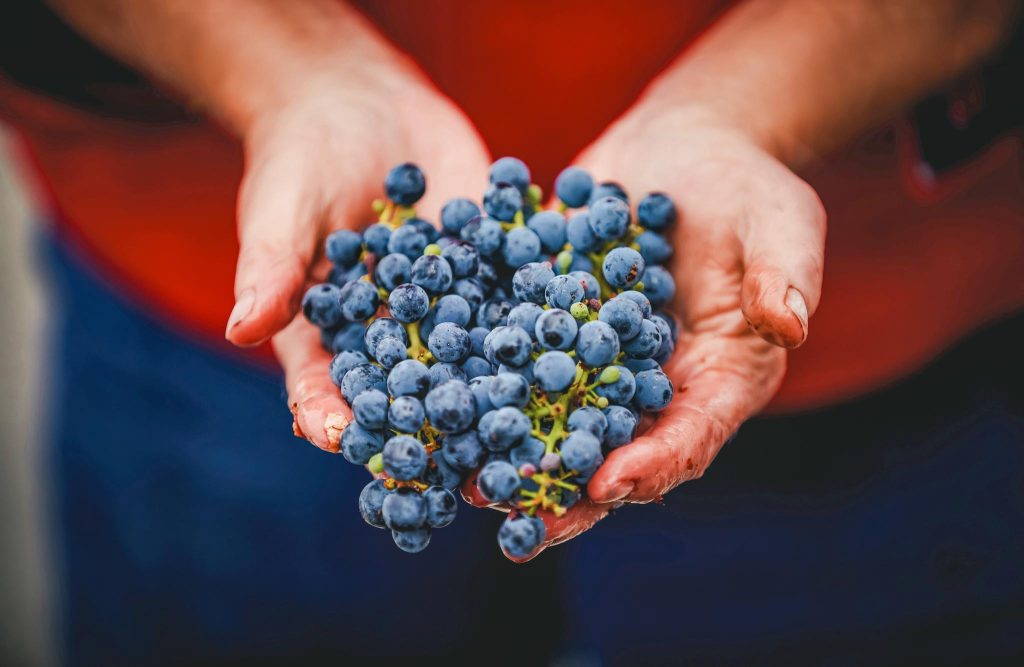 Great care is given to each and every harvest because you can taste our dedication to sustainable vineyard management in the wines we craft.