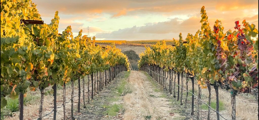A view down the rows in the vineyard at the golden hour, sunset.